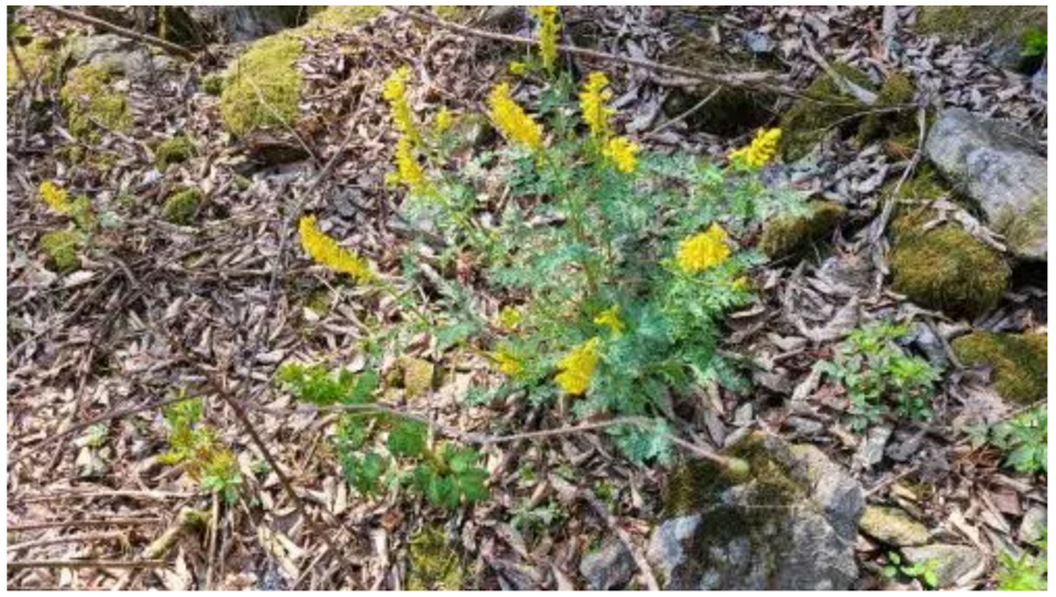 〆산괴불주머니(사진 조성연)