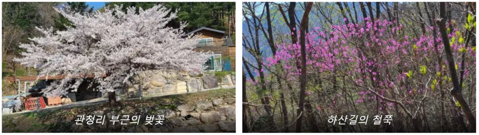 〆관청리 부근의 벚꽃, 하산길의 철쭉