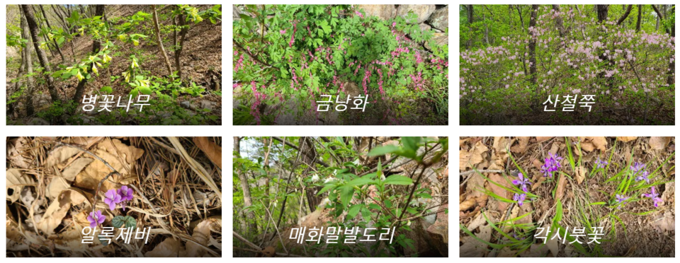 〆공작산에 핀 꽃