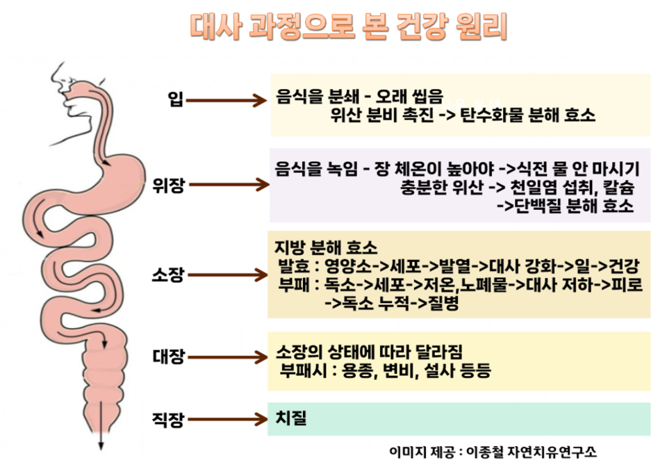 【자연치유】 사람의 건강은 소화와 체수분양에 영향을 받아