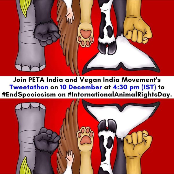 트위터에 올라 온 종차별 반대 운동 포스터