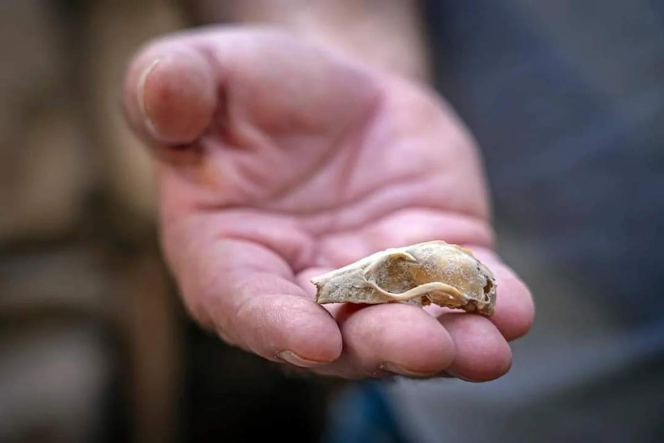 출처 : 크레딧: City of David 재단