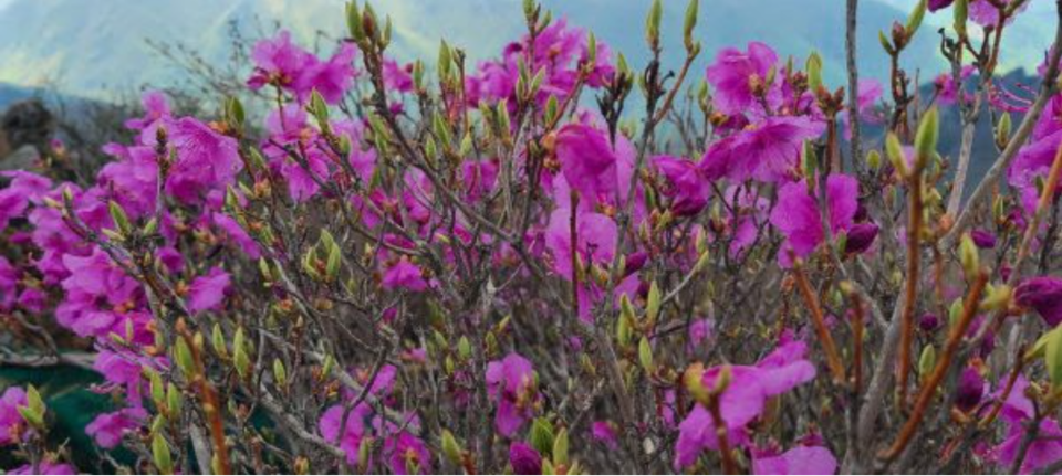 가지산 정상의 진달래(사진 조성연)