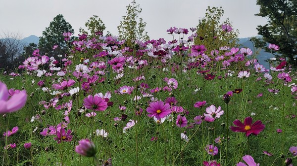 사진_김경자-구리한강둔치
