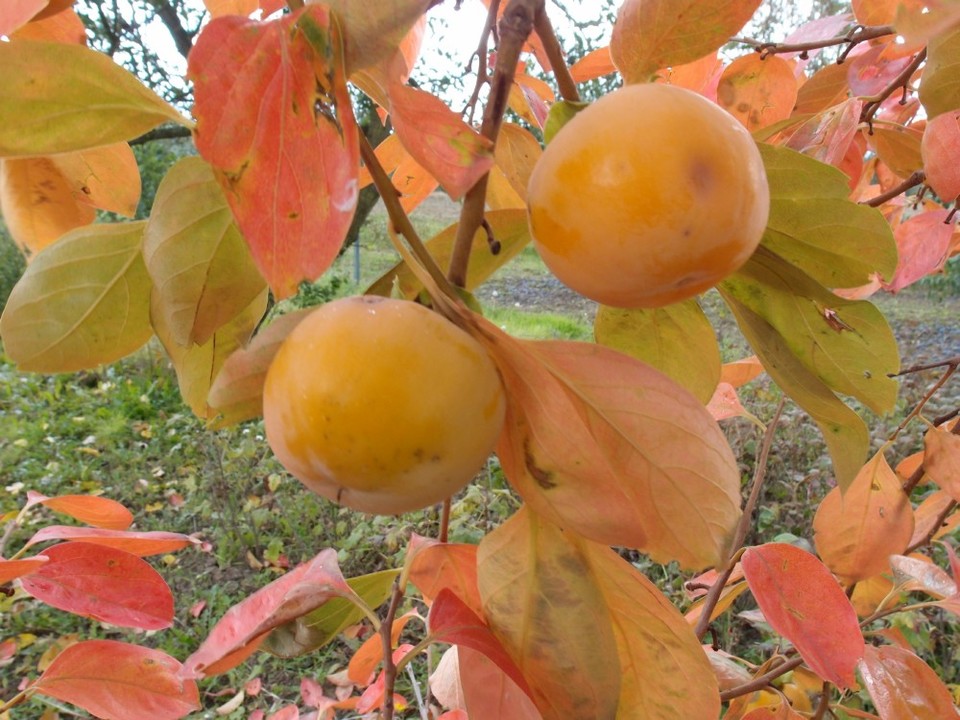 모든 익어가는 열매는 떨어질 때를 안다