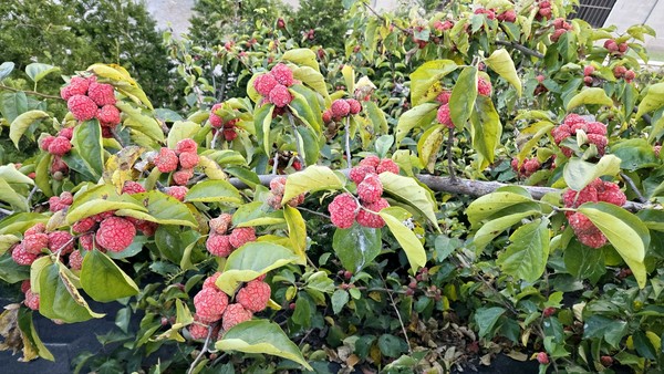 구찌뽕_교회 사택 지붕