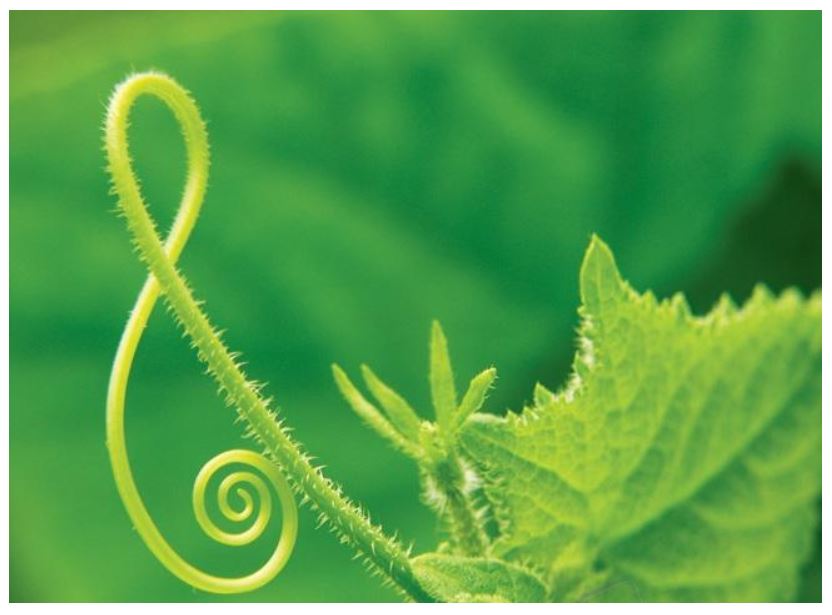 "하나님, 식물도 하나님을 찬양하는 모습을 보게 해 주세요"