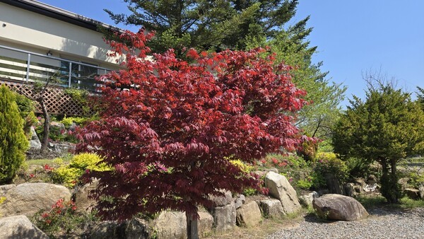 수양관 경내에 있는 단풍나무. 