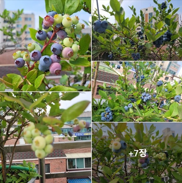 교회 옥상 빈 공간을 활용하여 각종 화단을 조성한 싱그러운 모습들. 개인 SNS에 공개하였다.