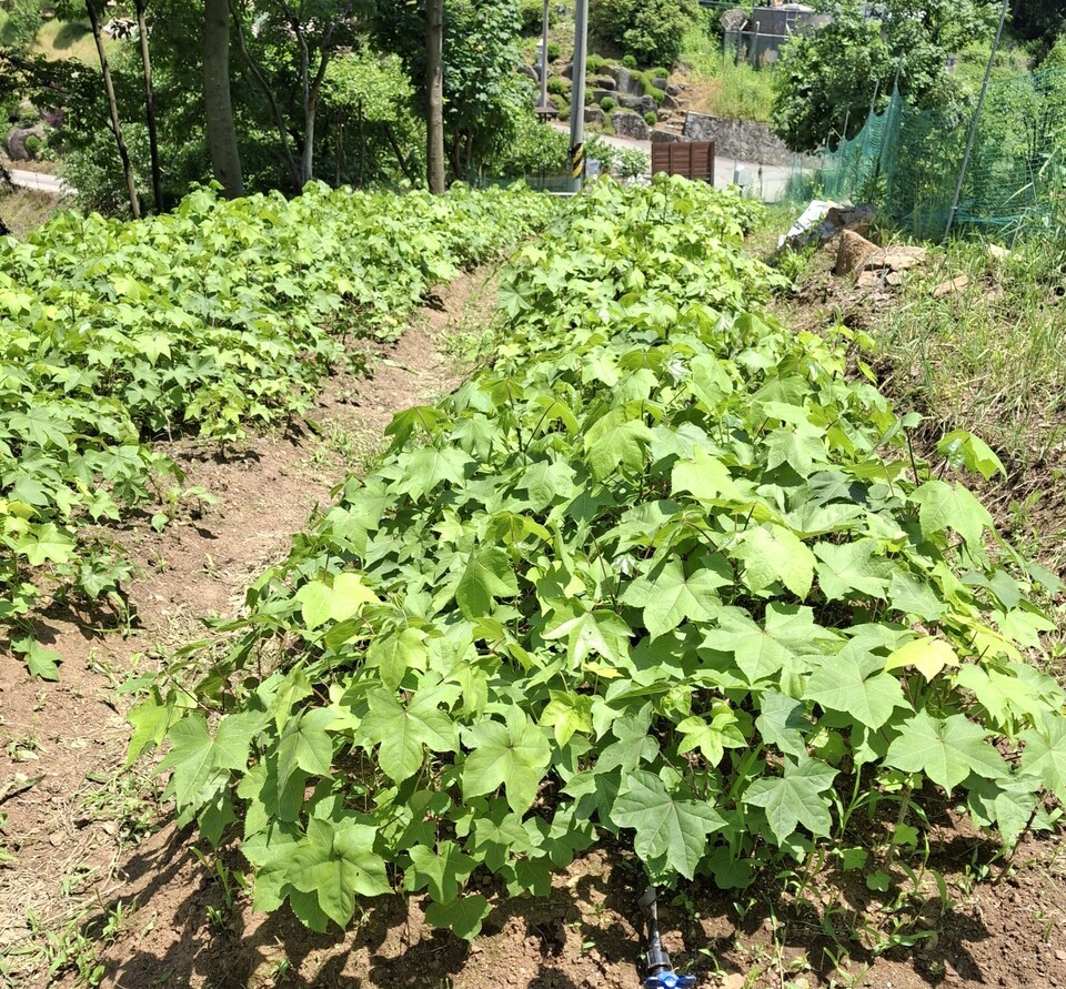 농촌교회 지립을 위해 보급할 엄나무 묘목 재배